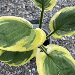 Funkia (Hosta plantaginea) ´CHRISTMAS TREE´ - kont. C1.5L